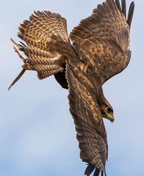 Exmoor Owls Common Buzzard in flight